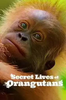 Orangutanların Gizli Yaşamı